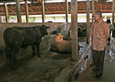 Asuransi Ternak Sapi, Kementan Gandeng BI untuk Proteksi Peternak